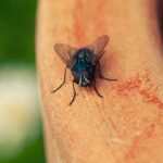 Mosca nera su un vaso