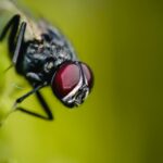 Mosca nera con la testa rossa