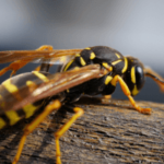 Come distinguere le vespe dai calabroni