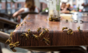 Disinfestazione vespe in ristorante