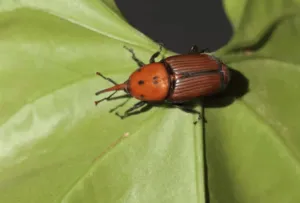 Punteruolo rosso palma Punteruolo rosso palma
