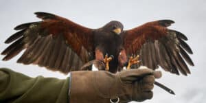 Falconeria negli aeroporti